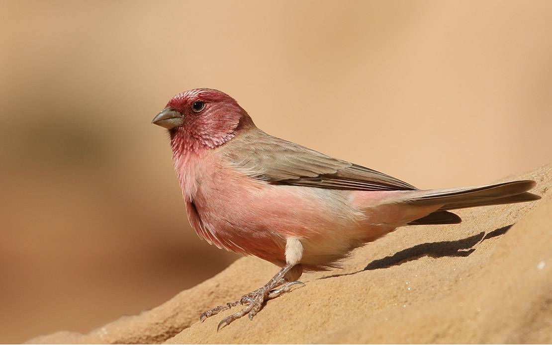 Bird Watching Tours in Jordan – Best Adventure Tours with Jordan Horizons